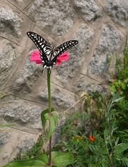 P1010603_