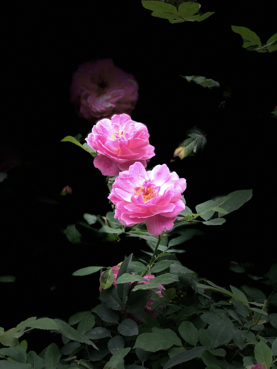 蔷薇花爱上你的美