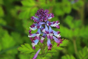 IMG_3499_rev.jpg