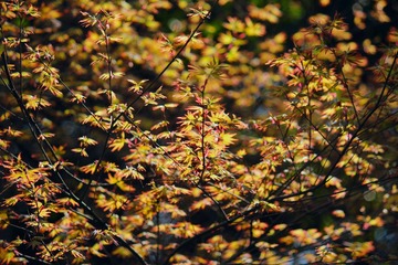 IMG_3457_rev.jpg
