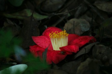IMG_3947_rev.jpg