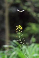 IMG_3902_rev.jpg