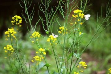 IMG_3925_rev.jpg