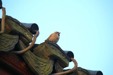 IMG_4003_rev.jpg