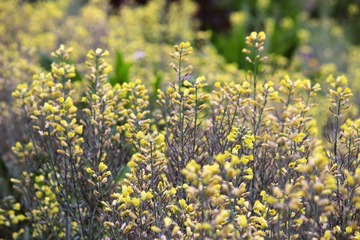 IMG_4007_rev.jpg