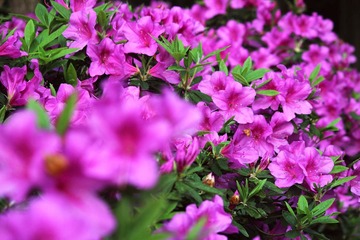 IMG_4025_rev.jpg
