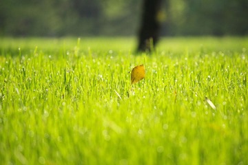 IMG_4092_rev.jpg