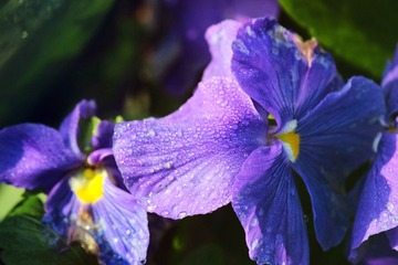 IMG_4107_rev.jpg