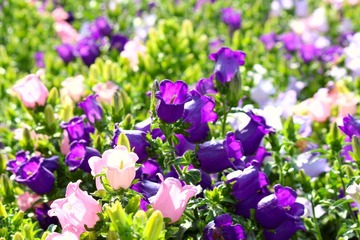 IMG_4173_rev.jpg