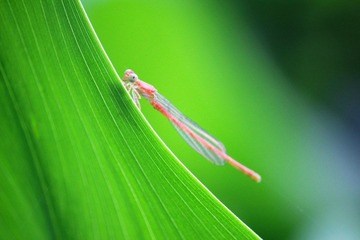 IMG_4346_rev.jpg