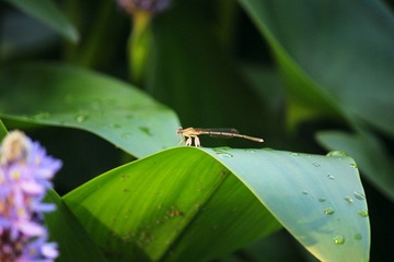 IMG_4404_rev.jpg