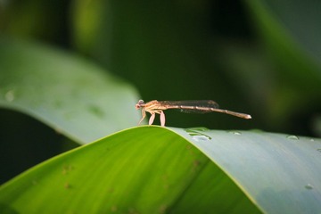 IMG_4406_rev.jpg