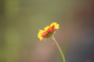 IMG_4440_rev.jpg