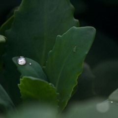 IMG_4436_rev.jpg