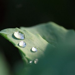 IMG_4438_rev.jpg