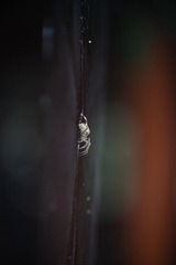 IMG_4870.JPG
