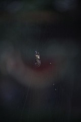IMG_4867.JPG