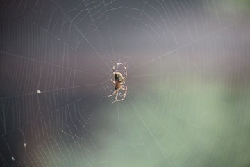 IMG_4868.JPG