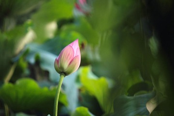 IMG_4929_rev.jpg