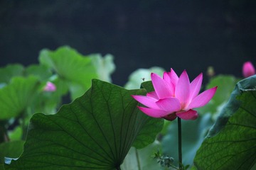 IMG_4849_rev.jpg