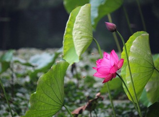 IMG_4859_rev.jpg
