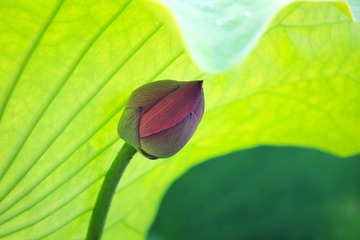 IMG_4895_rev.jpg