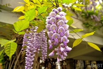 DSC_5351.jpg