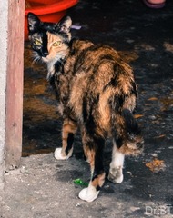 DSC_7986.jpg