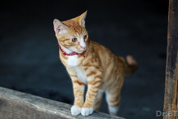 DSC_2374.jpg