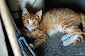 DSC_2378.jpg