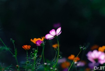 DSC_6817.jpg