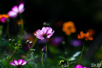 DSC_6818-2.jpg
