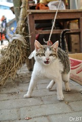 DSC_3526.jpg