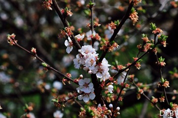 DSC_0024.jpg