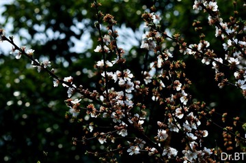 DSC_0010.jpg
