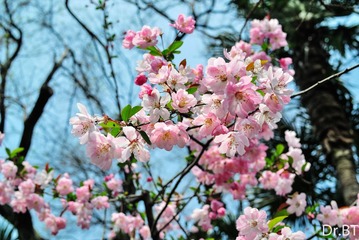 DSC_4803.jpg
