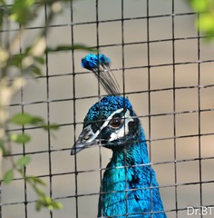 DSC_1809.jpg