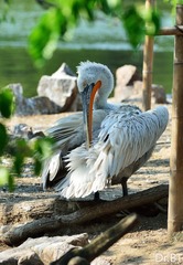DSC_1764.jpg