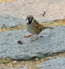 DSC_1711.jpg