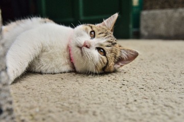 DSC_2429.jpg