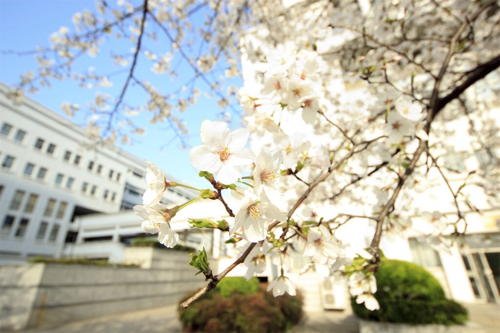 樱花<br />
