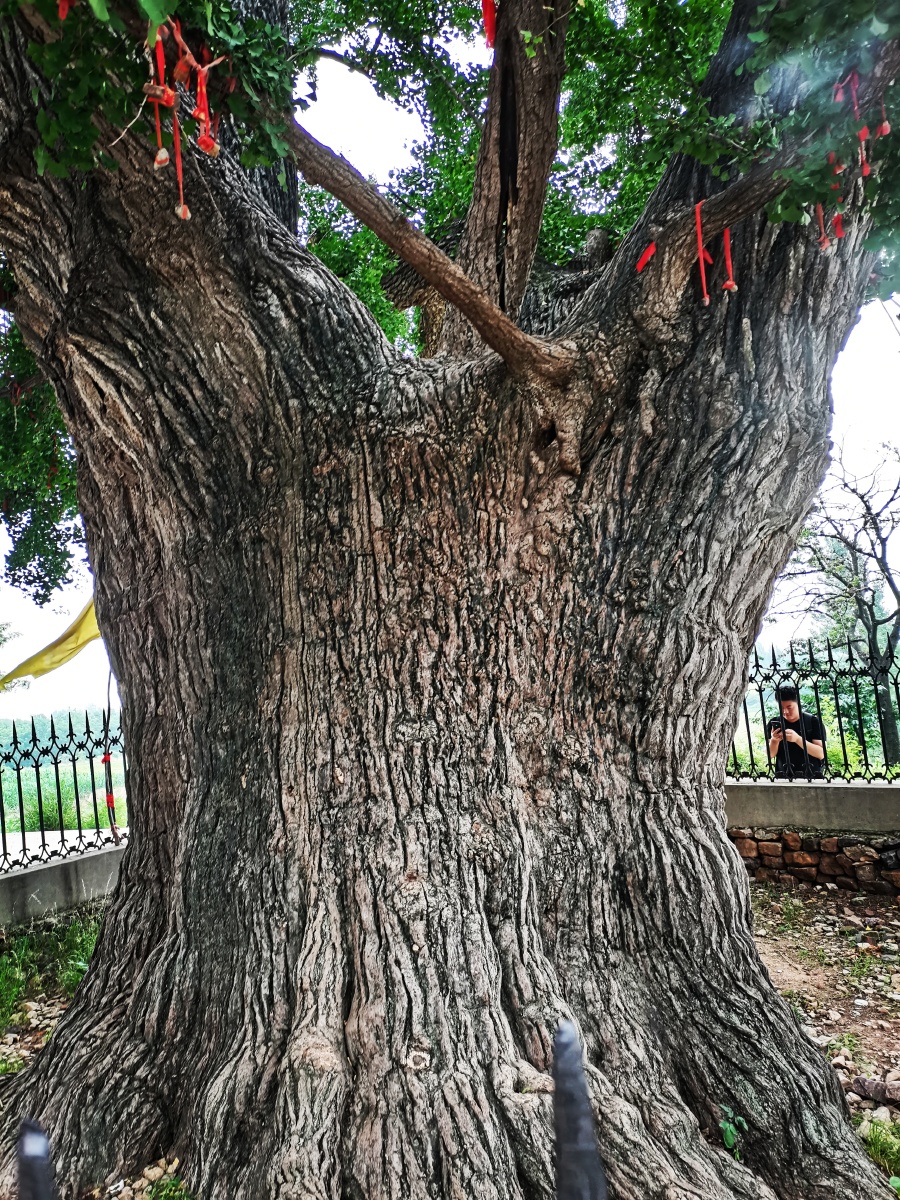 相传汉光武帝栽种的银杏树拍摄于南阳市黄石山