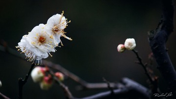IMG_4277.jpg