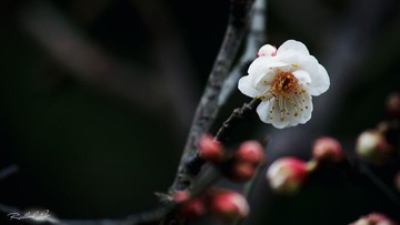 IMG_4282.jpg