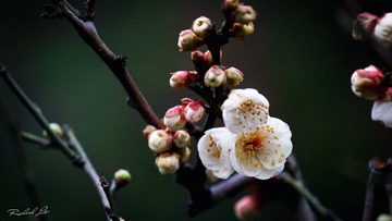 IMG_4288.jpg
