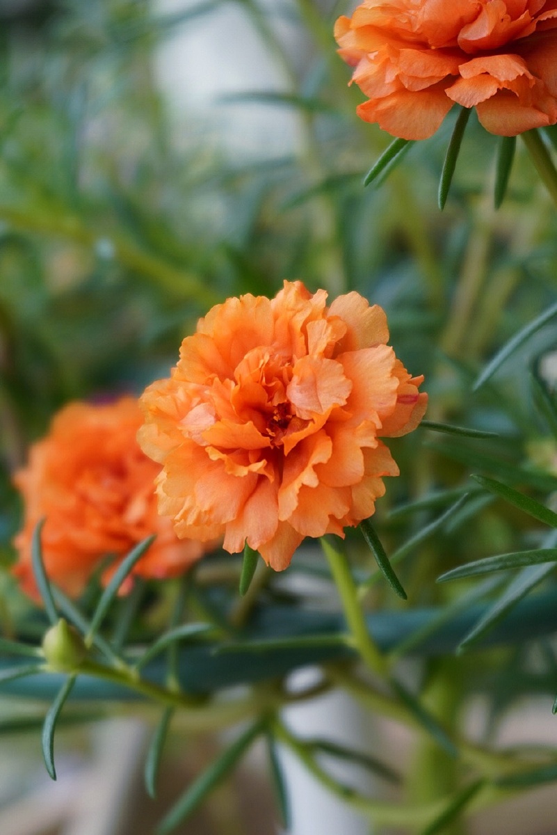 大橙色的太阳花