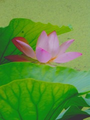 5CDEB0DA-A10A-407F-B183-144790CE2408/L0/001