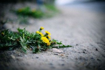 DSC_2887.JPG