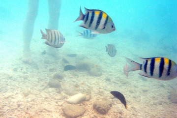 Underwater 02
