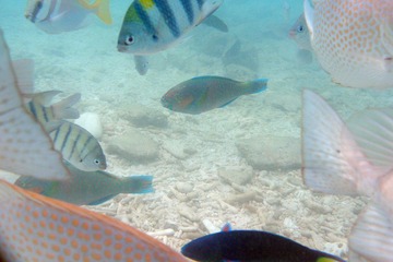 Underwater 03